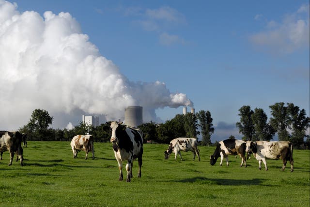 <p>‘Cows are the new coal’, according to chair of FAIRR investment group Jeremy Coller</p>