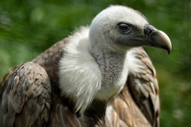 <p>Dozens of griffon vultures were found dead or dying</p>