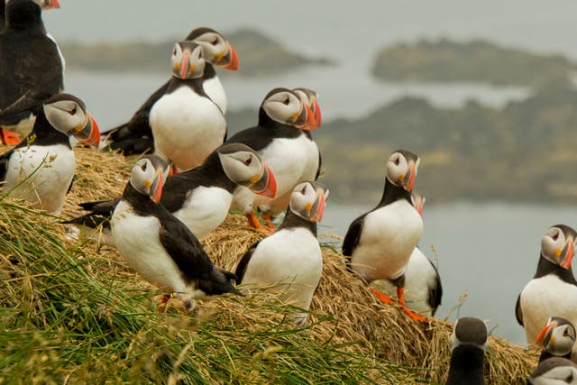 <p>Puffins have declined precipitously in recent decades as their prey has become less abundant through the climate crisis and overfishing</p>
