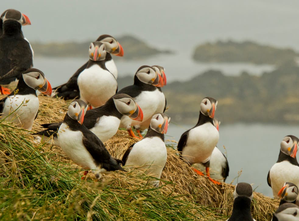 <p>Puffins have declined precipitously in recent decades as their prey has become less abundant through the climate crisis and overfishing</p>