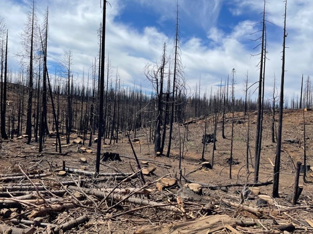 Devastation: Dead trees still standing on a mountainside ravaged by wildfire in Butte County, California