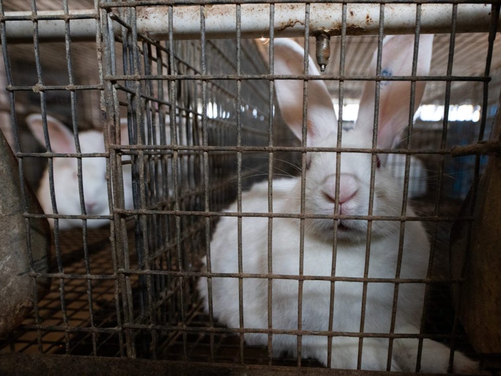 About 119 million rabbits are raised for food in Europe every year, the vast majority of them caged