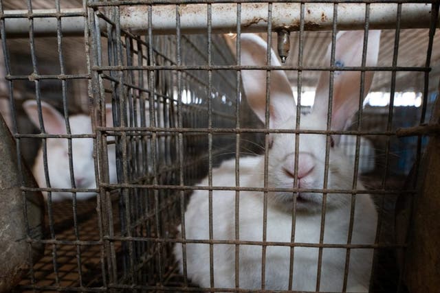 <p>About 119 million rabbits are raised for food in Europe every year, the vast majority of them caged</p>
