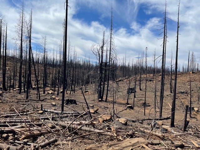 <p>Dead trees in the Plumas National Forest following the devastating wildfires which struck in Butte County, California last year</p>