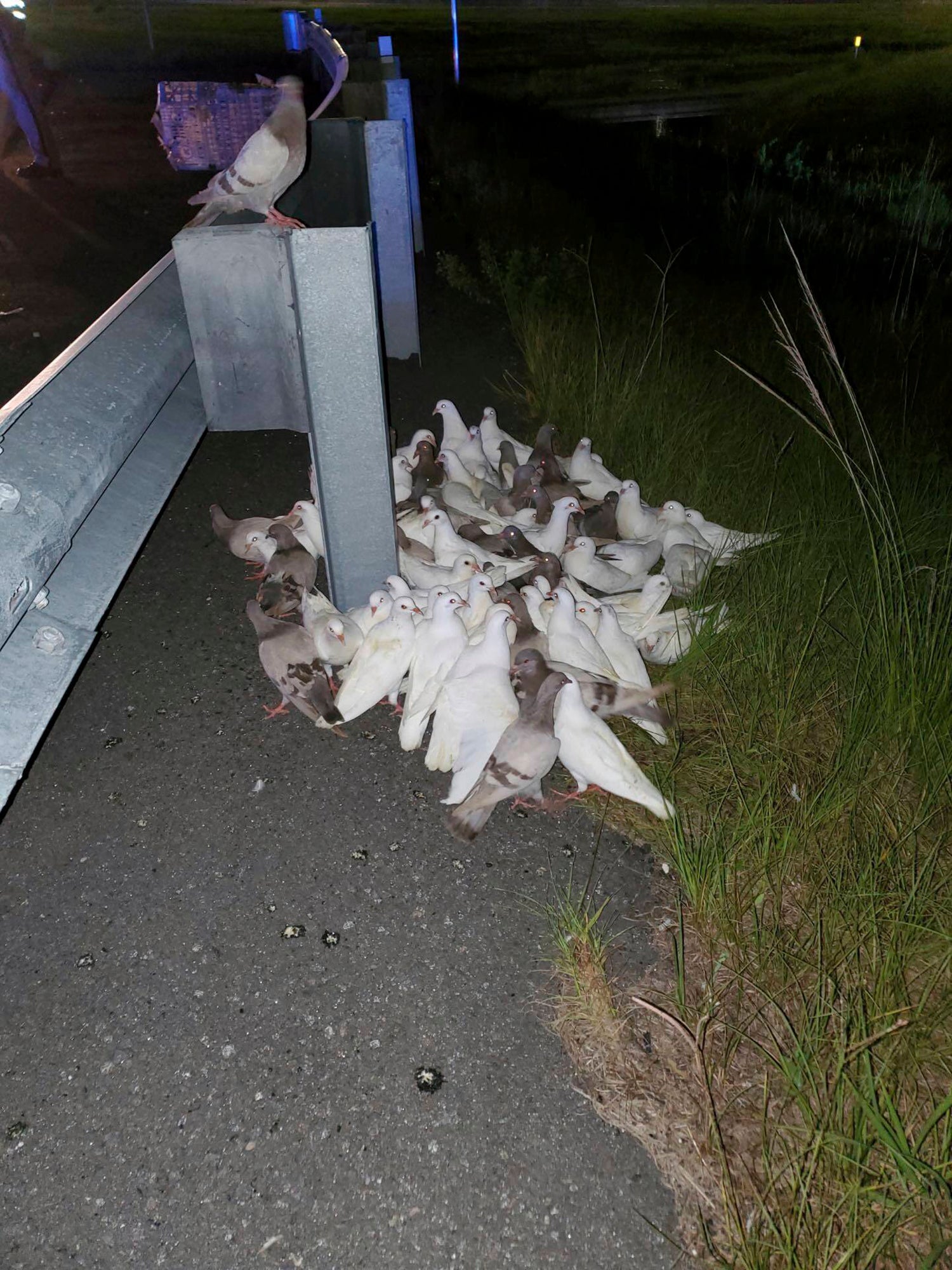 Pigeons Highway Hazard