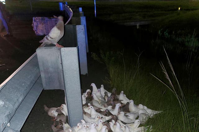 Pigeons Highway Hazard