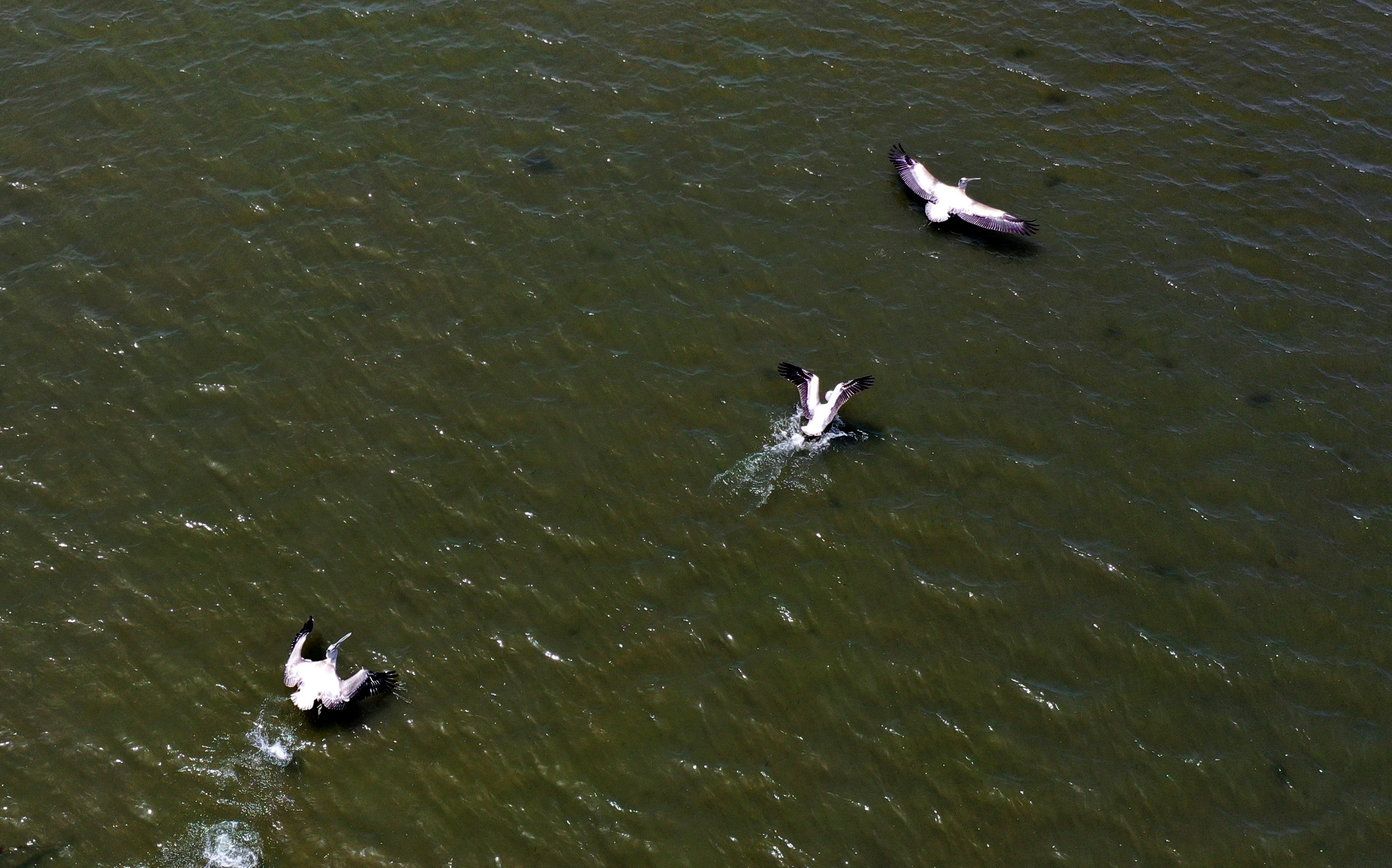 Albania Pelicans