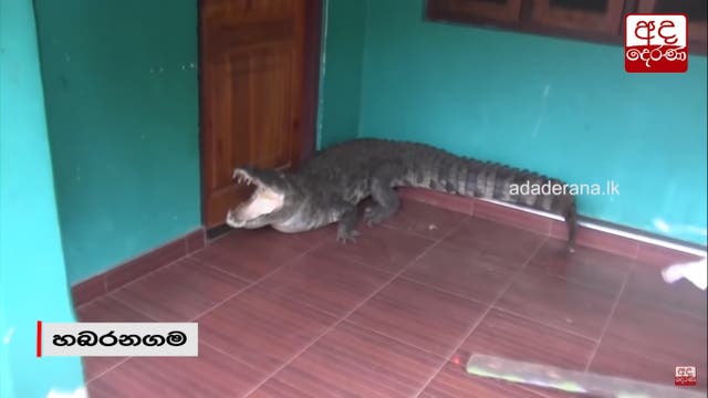 <p>A still from the video of rescuers attempting to control an aggressive crocodile that entered a home  </p>