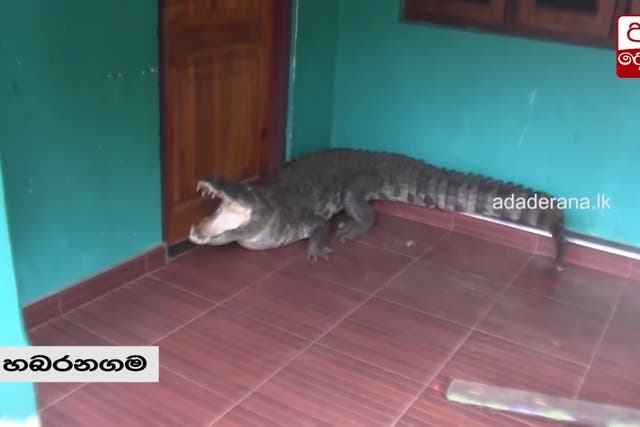 <p>A still from the video of rescuers attempting to control an aggressive crocodile that entered a home  </p>