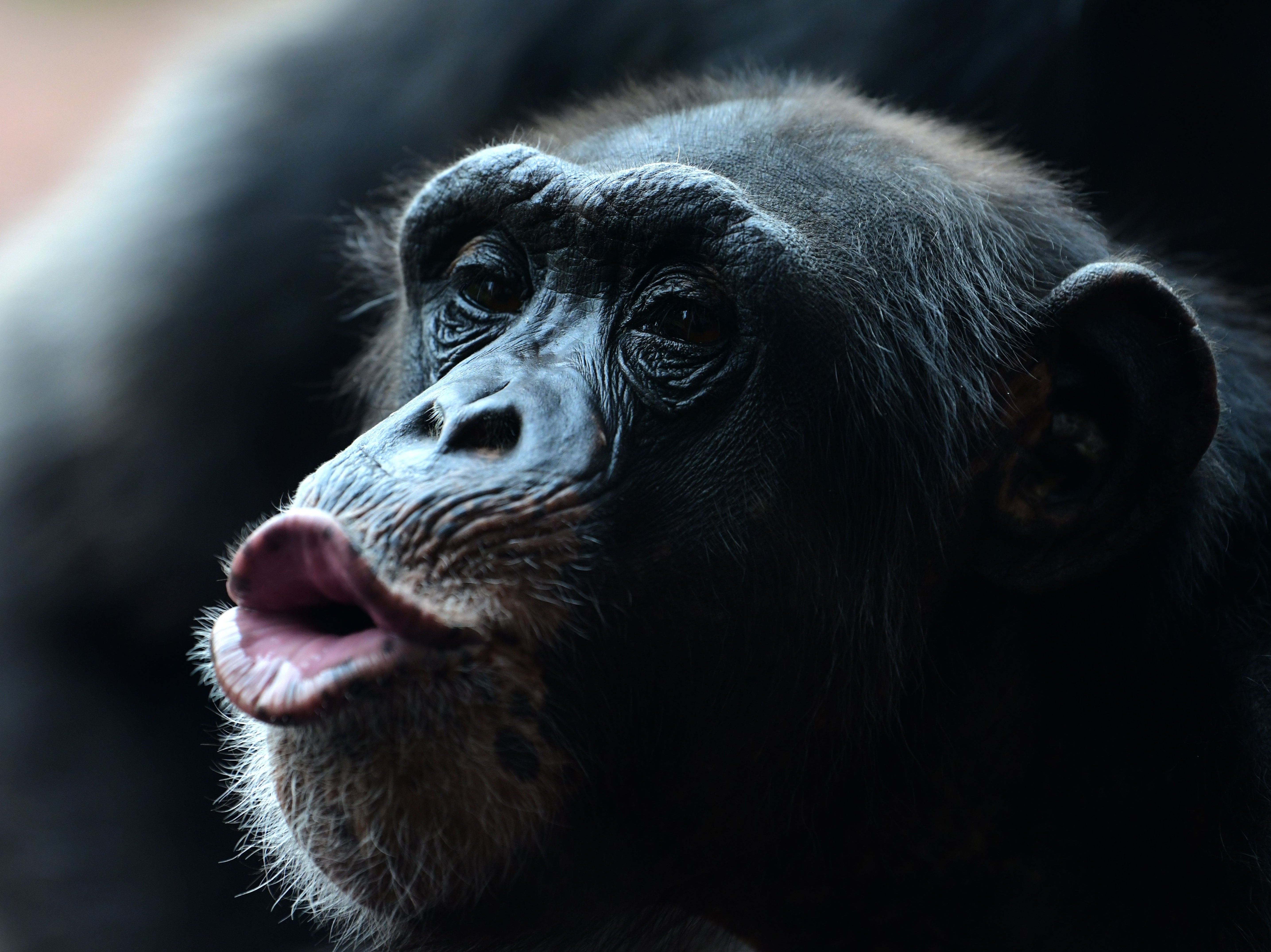 scientists-simulated-how-monkeys-would-sound-if-they-could-talk-and-it