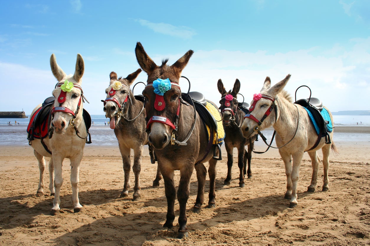 Donkey rides are on offer in Scarborough