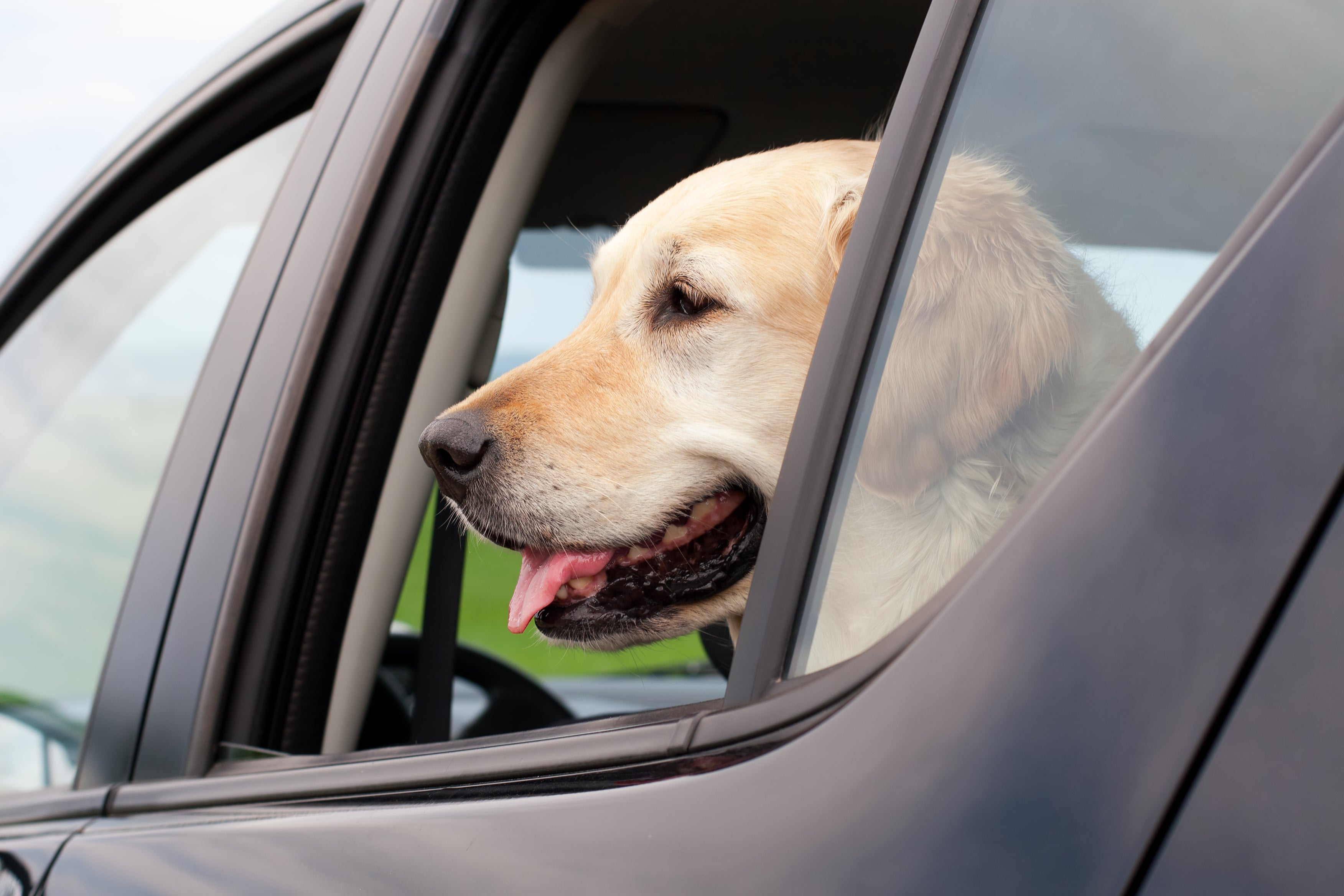 File image: A dog is seen in a parked car. A police academy in China’s Liaoning province will auction off 54 ‘coward’ dogs that failed to qualify for its training programme