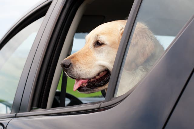 <p>File image: A dog is seen in a parked car. A police academy in China’s Liaoning province will auction off 54 ‘coward’ dogs that failed to qualify for its training programme</p>