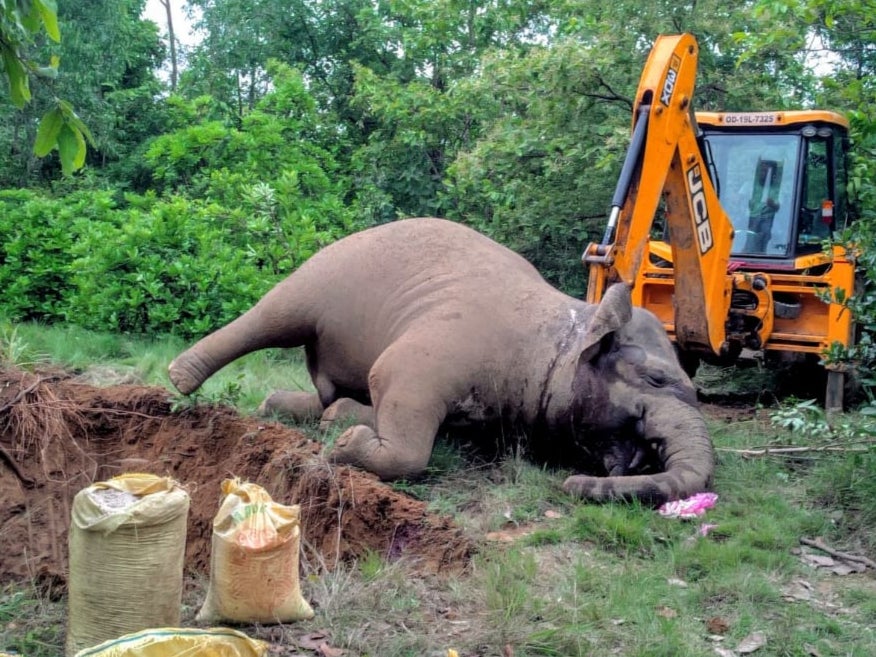 An elephant burial: ‘A silent catastrophe is unfolding across India,’ says Sangita Iyer