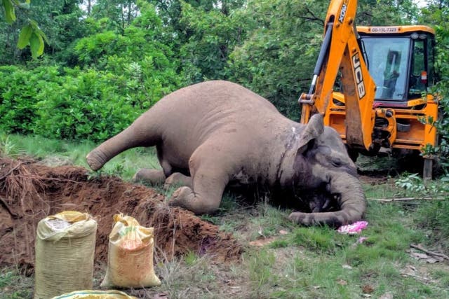 <p>An elephant burial: ‘A silent catastrophe is unfolding across India,’ says Sangita Iyer</p>