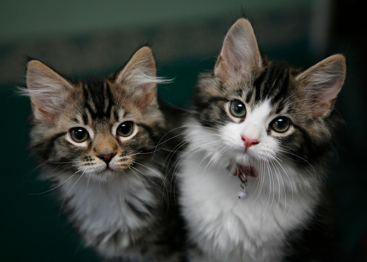 Food Recall As Hundreds Of Cats Die From Heartbreaking Rare Illness The Independent