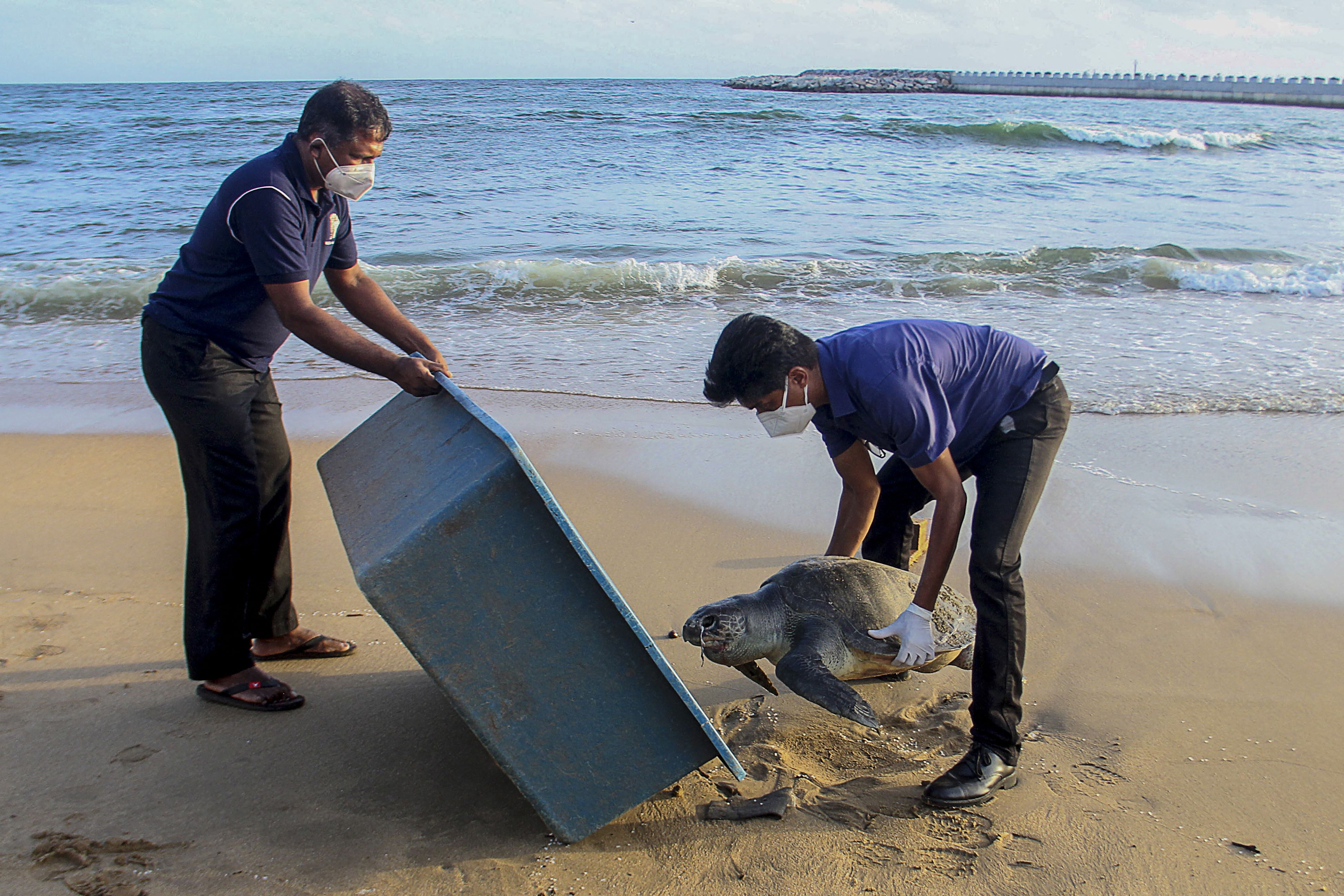 This picture, taken on 10 June, shows wildlife officials removing the carcass of a sea turtle washed ashore at Galle Face beach in Colombo