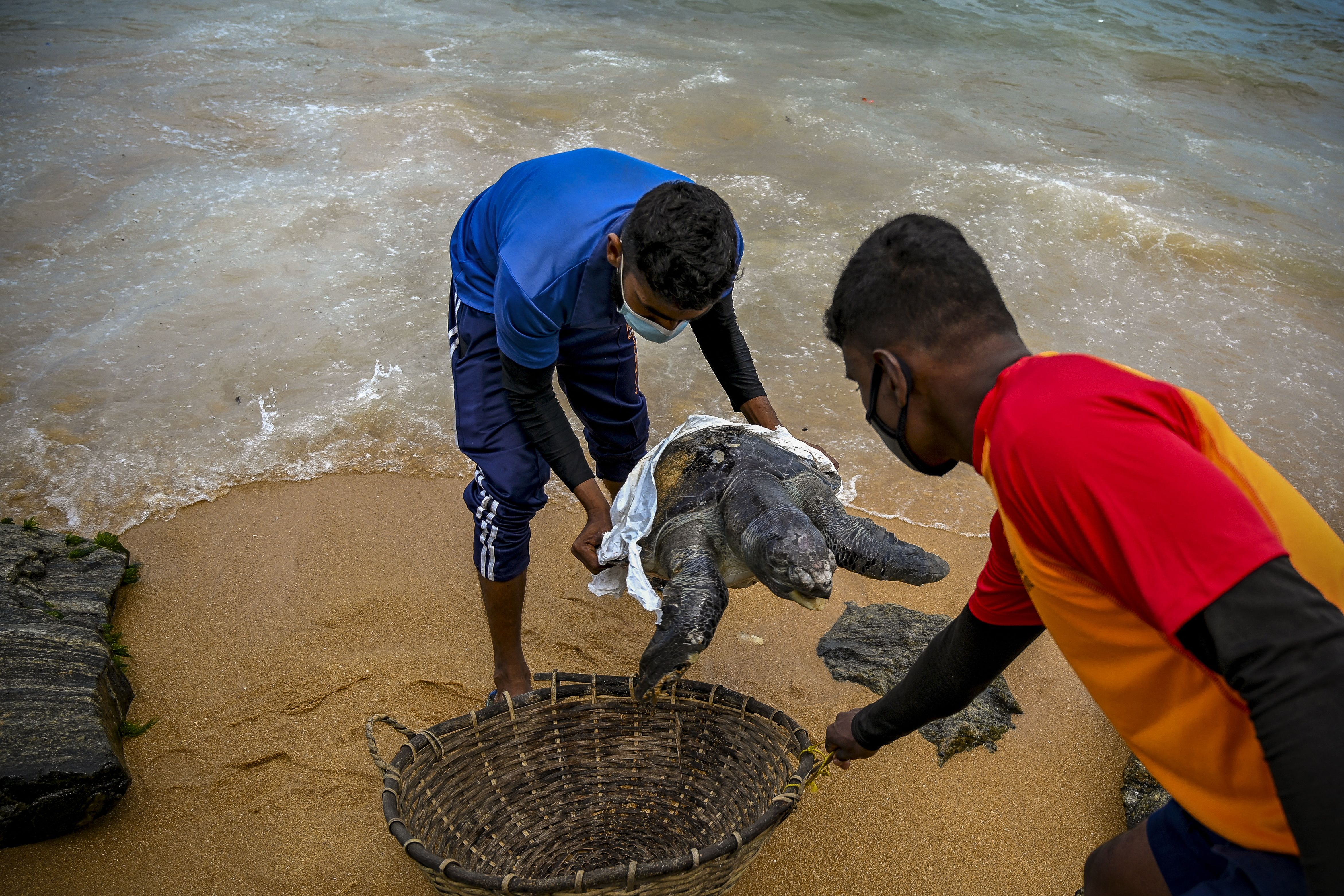 Coast Guard officials carry away the carcass of a turtle that was washed ashore at the Wellawatte beach, south of Sri Lanka’s capital Colombo on June 24, 2021.