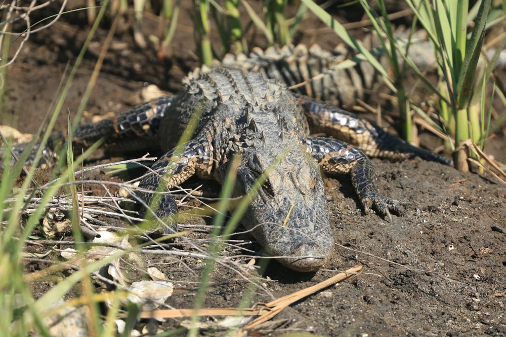 Man finds neighbour’s escaped pet alligator in backyard Man finds neighbour’s escaped pet alligator in backyard