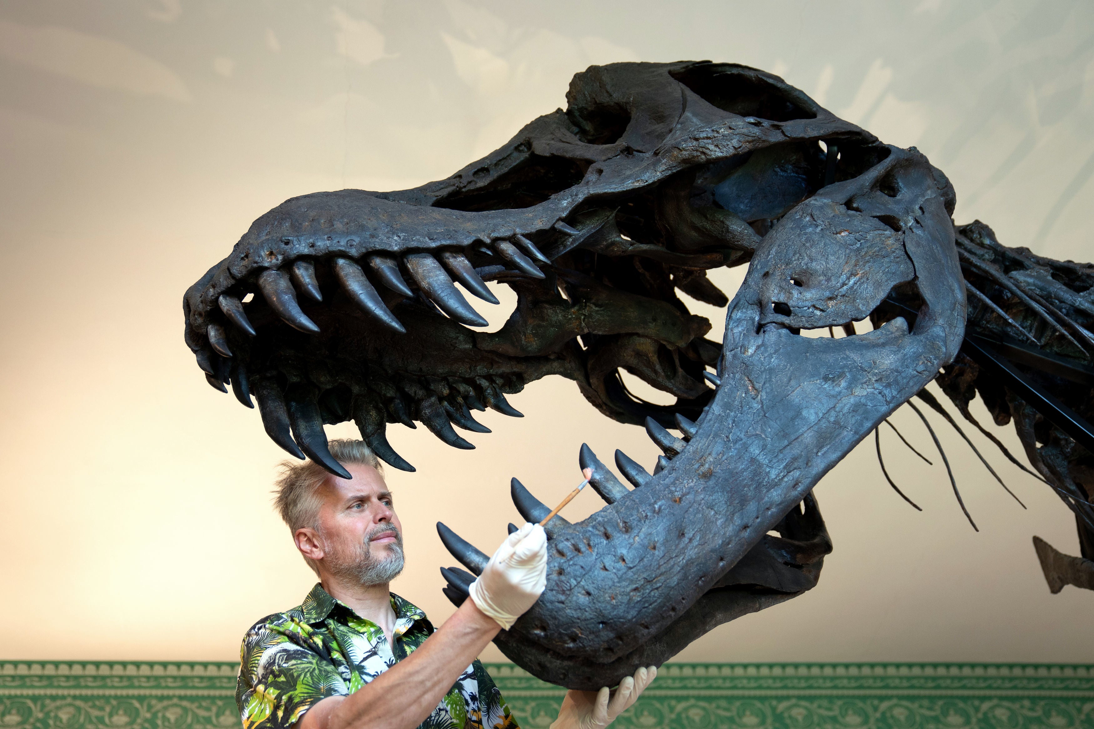 Paleontological conservator Nigel Larkin dusts the teeth of Titus during a preview of the Tyrannosaurus Rex exhibition