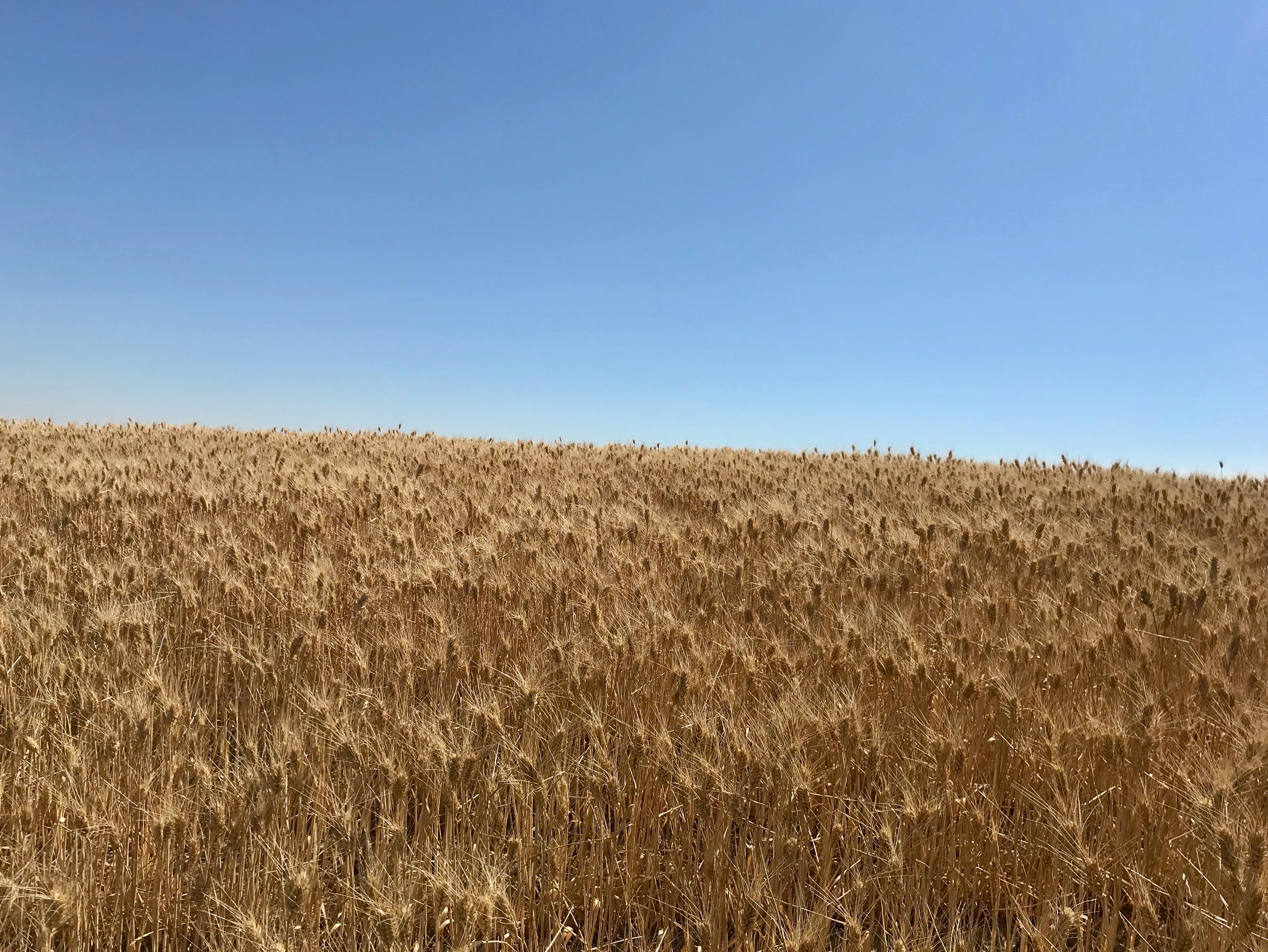 Water from Columbia River has allowed farmers to survive