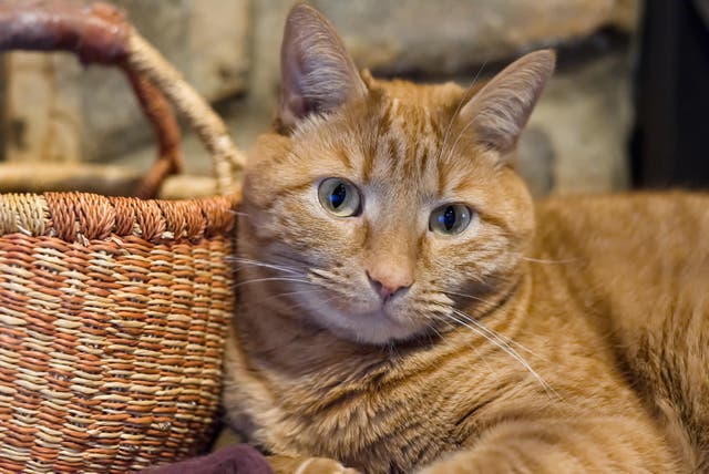 Ginger cat