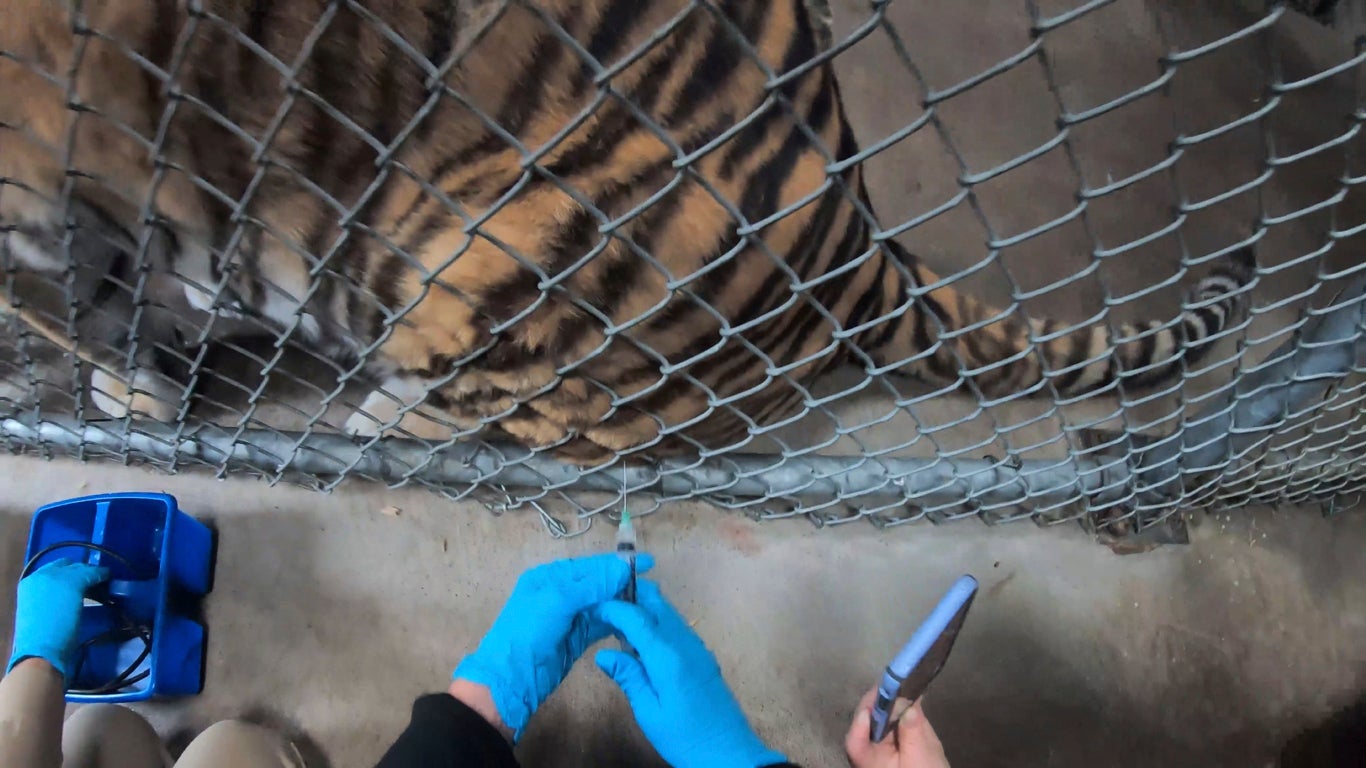 Tigers, bears, mountain lions and ferrets are all being vaccinated at Oakland Zoo