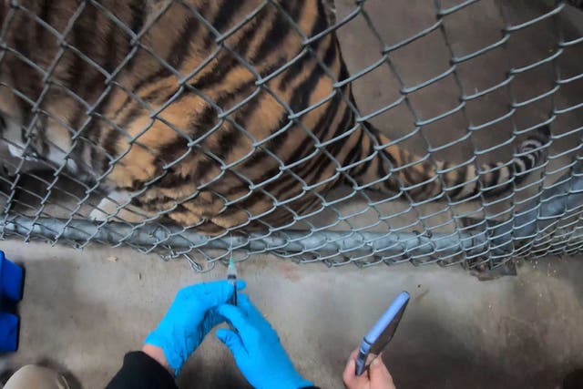 <p>Tigers, bears, mountain lions and ferrets are all being vaccinated at Oakland Zoo</p>