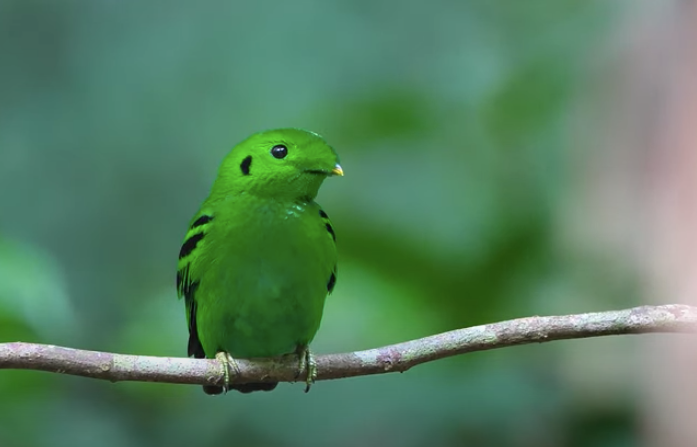 The bird, known for its highlighter-green plumage, was spotted on 27 June