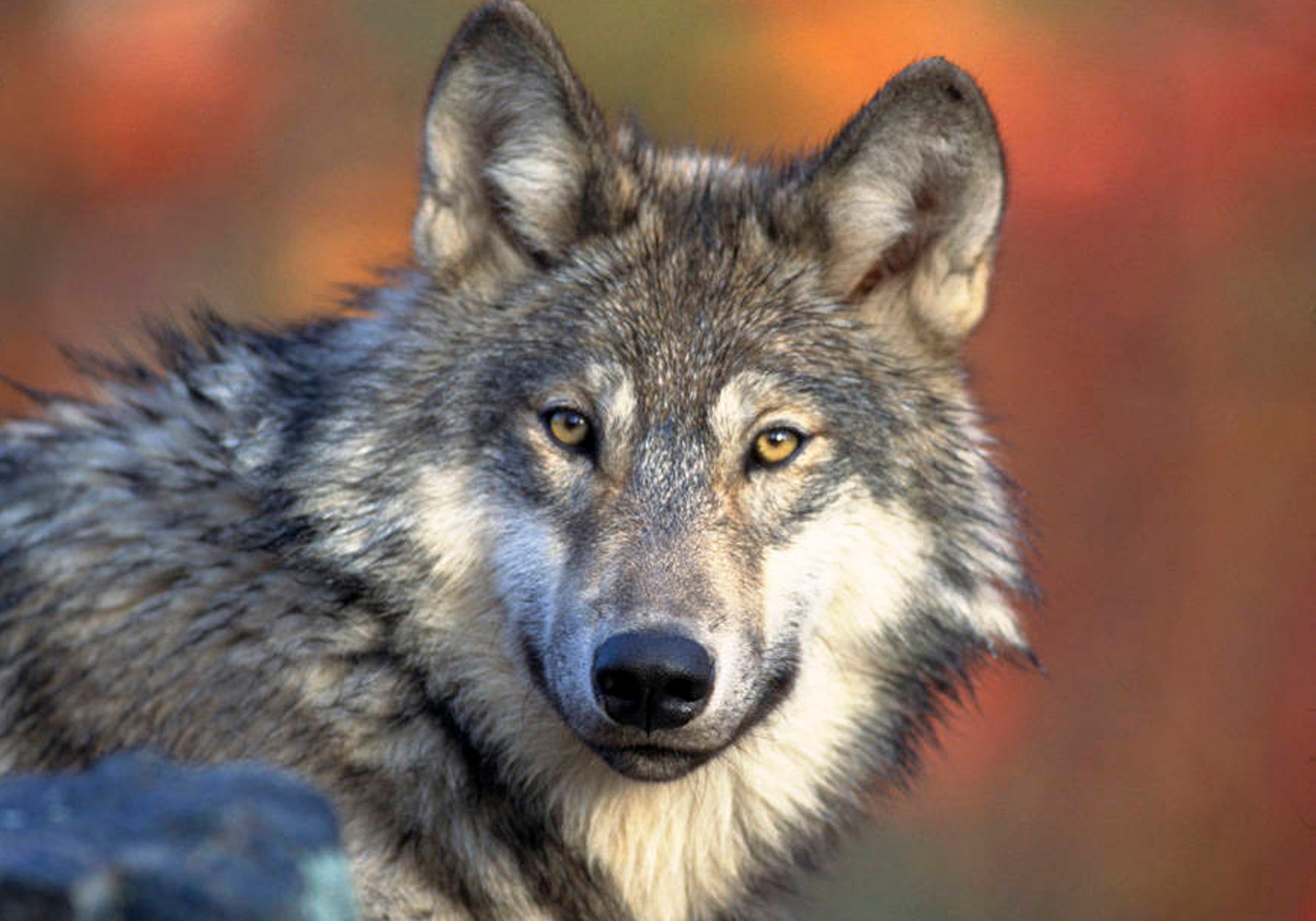 New legislation makes it easier to kill wolves in several Western states