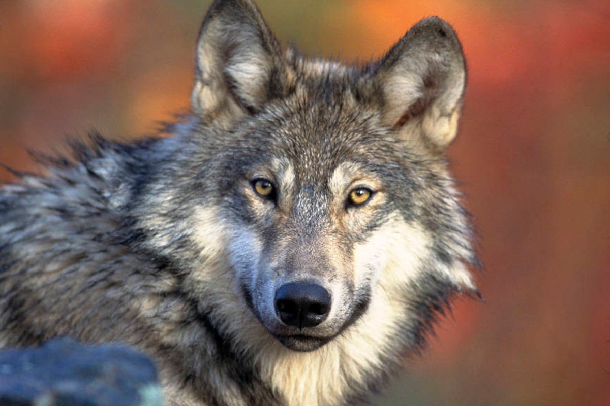 Study says hunting, poaching reduce Wisconsin wolf numbers