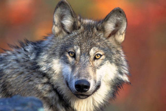 <p>New legislation makes it easier to kill wolves in several Western states</p>