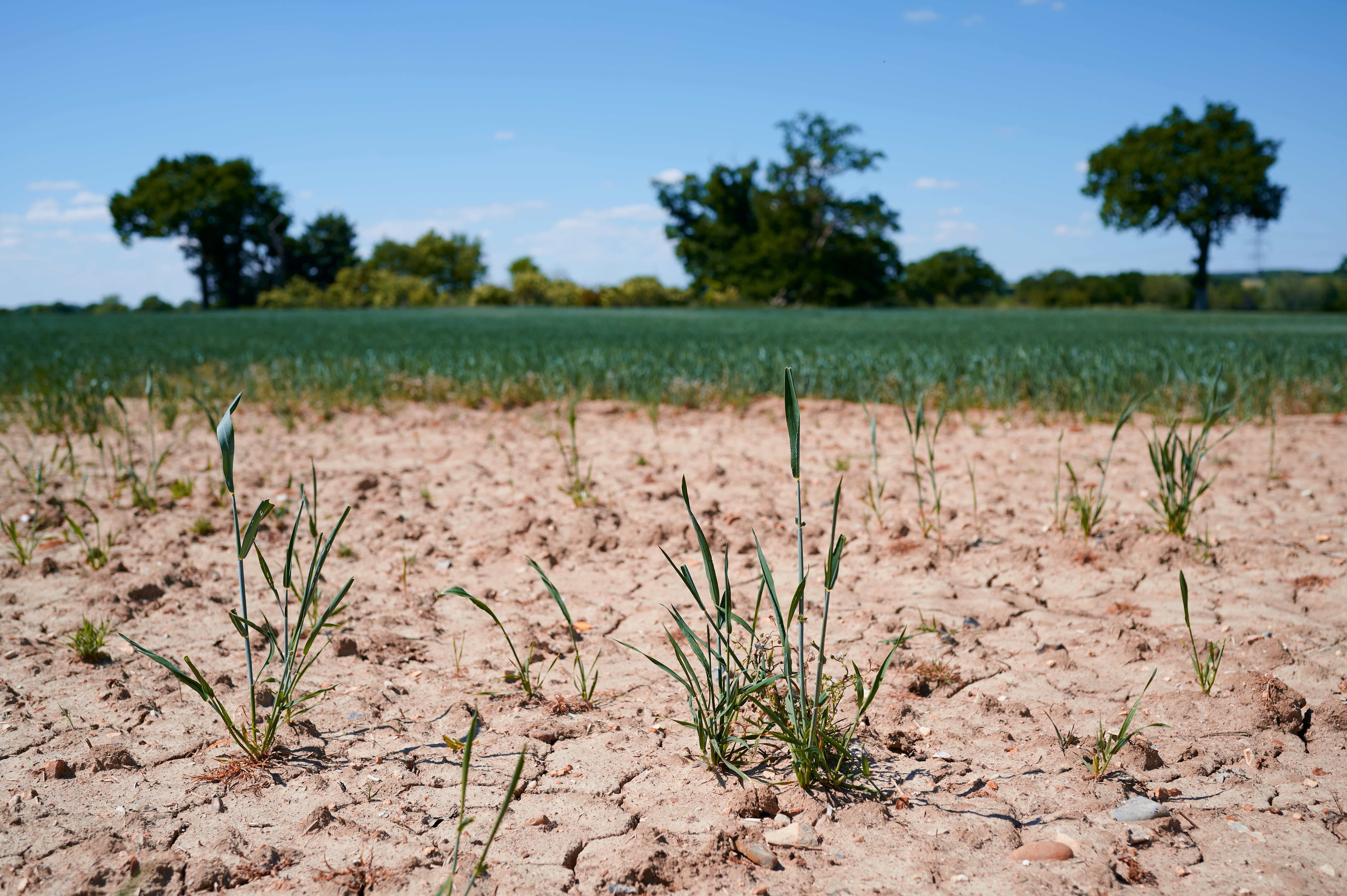 Planting trees could help Europe adapt to droughts, study says