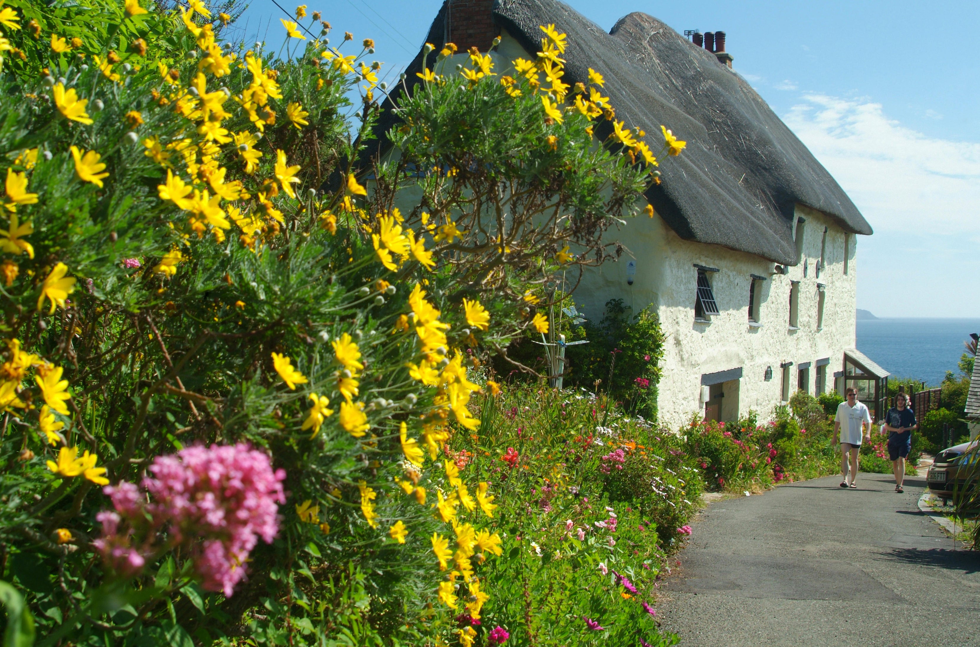 Flowers growing by a seaside cottage