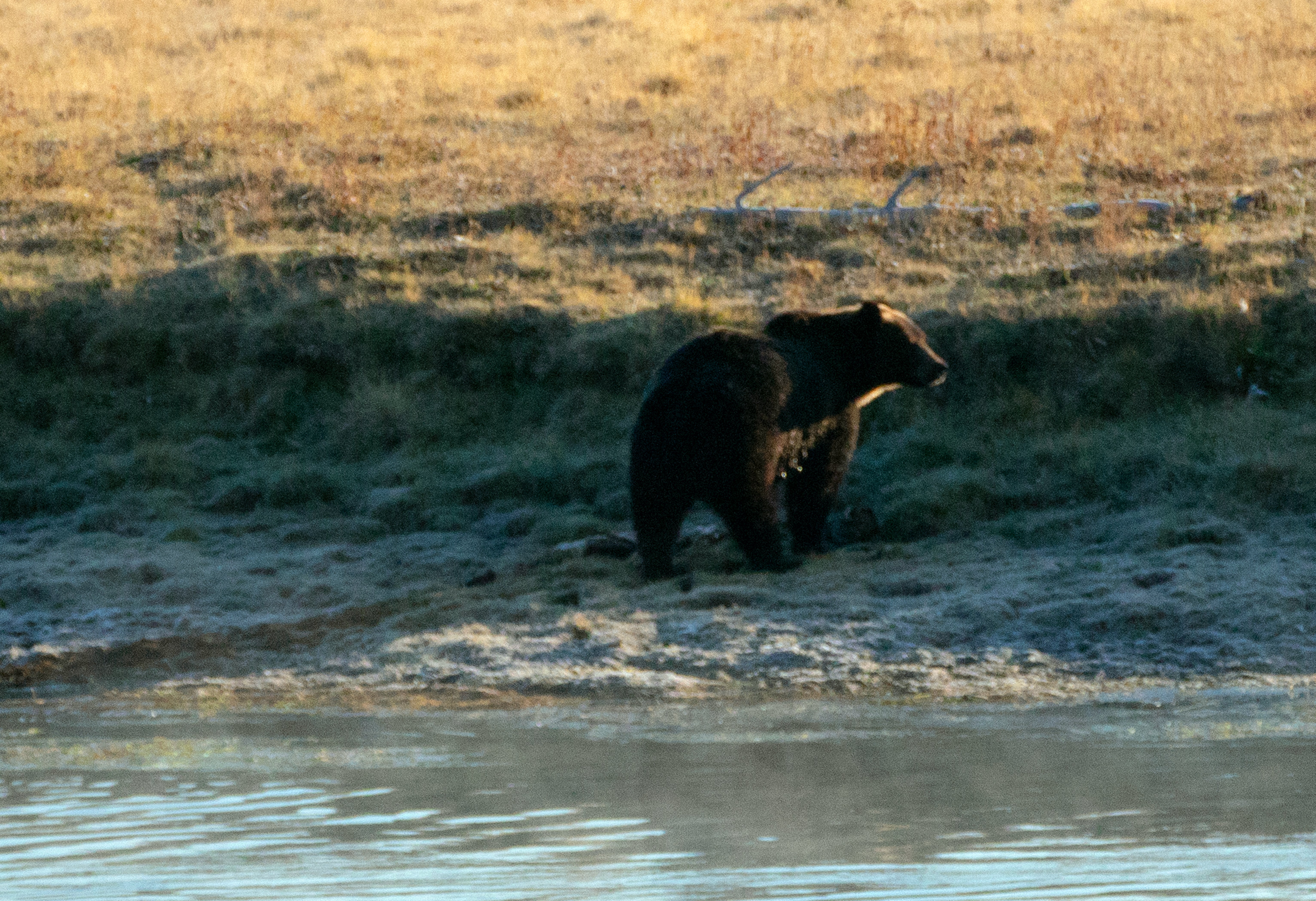 Representational image: A male grizzly bear on the banks of the Yellowstone river