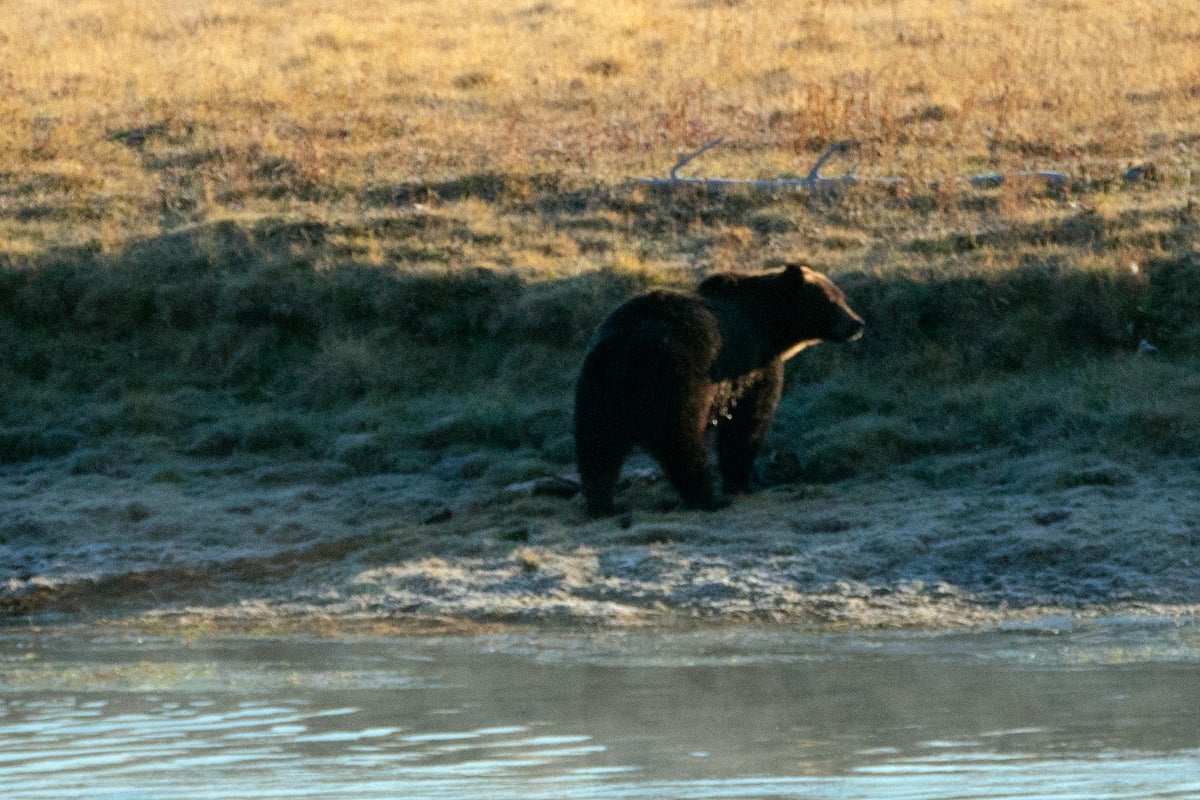 Grizzly bear found beheaded and declawed in Yellowstone