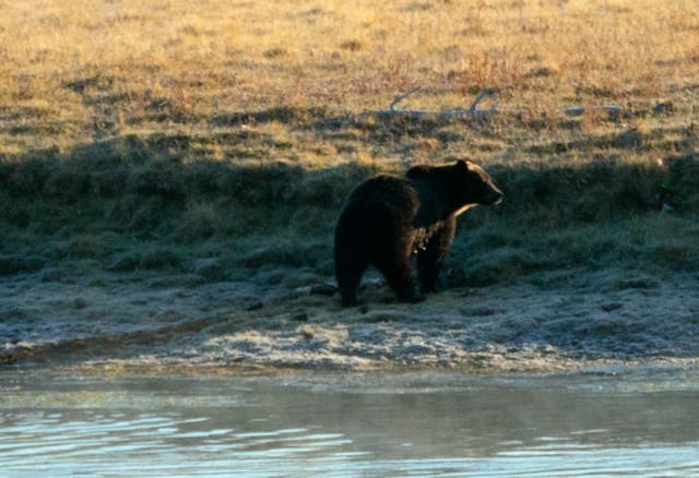 <p>Representational image: A male grizzly bear on the banks of the Yellowstone river</p>