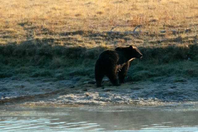<p>Representational image: A male grizzly bear on the banks of the Yellowstone river</p>