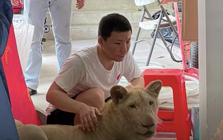 A week after the lion’s confiscation, Cambodia’s Prime Minister Hun Sen reacted to sympathetic social media posts by saying the animal would be returned to its owner.
