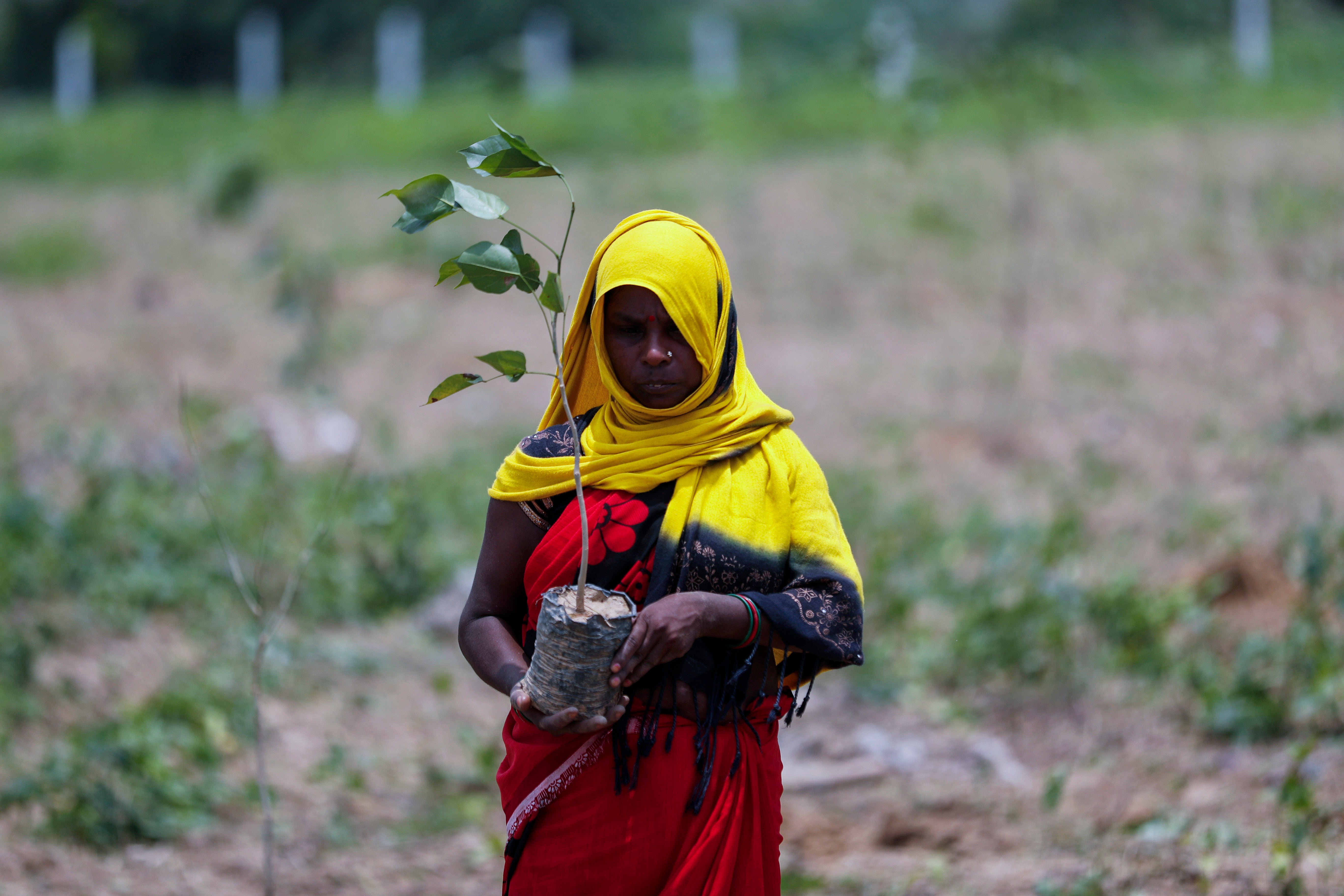 A labourer prepares to plant saplings for an annual tree plantation campaign on the outskirts of Prayagraj in northern Uttar Pradesh state, India