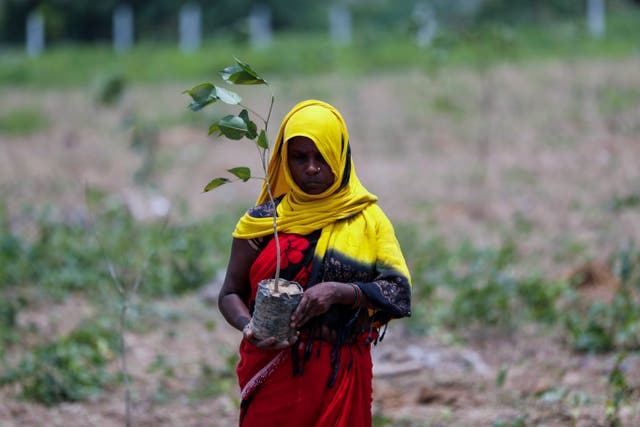 <p>A labourer prepares to plant saplings for an annual tree plantation campaign on the outskirts of Prayagraj in northern Uttar Pradesh state, India</p>