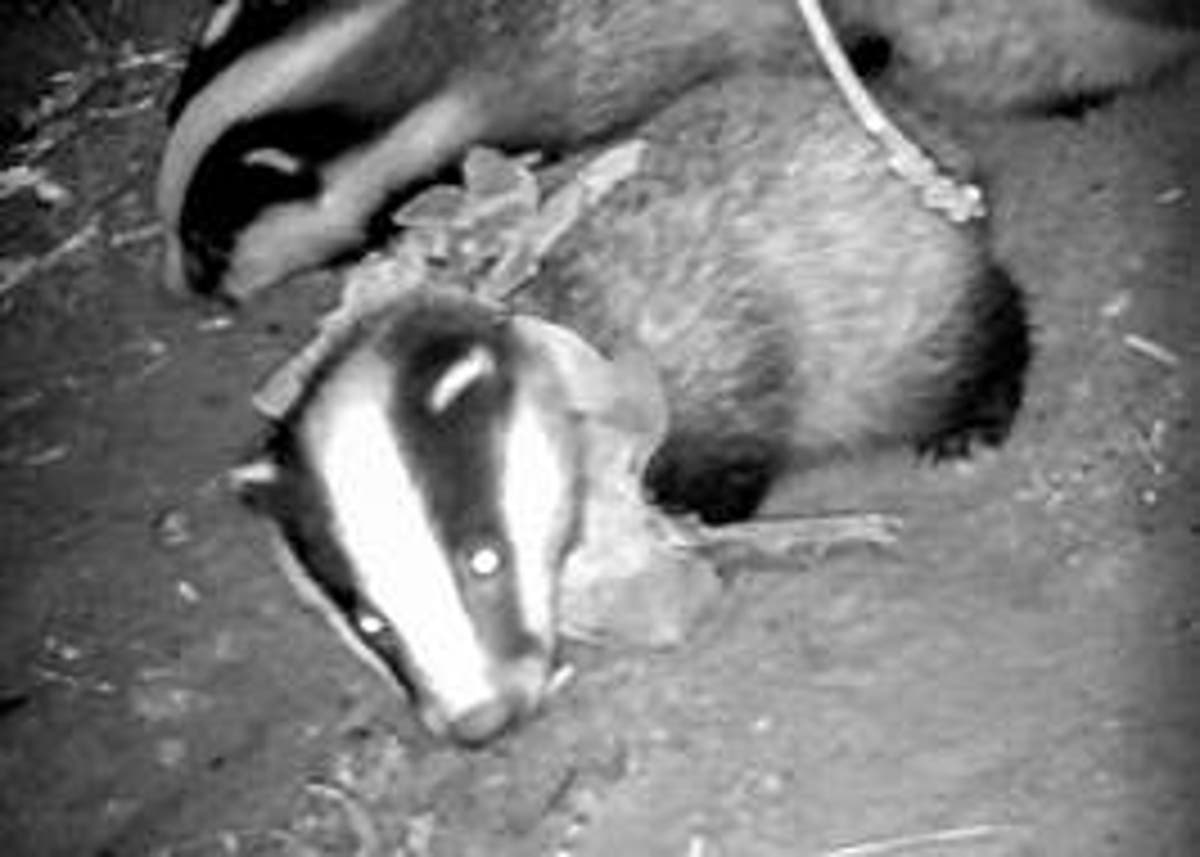 Badger cub dies after being &lsquo;strangled by plastic necklace&rsquo;