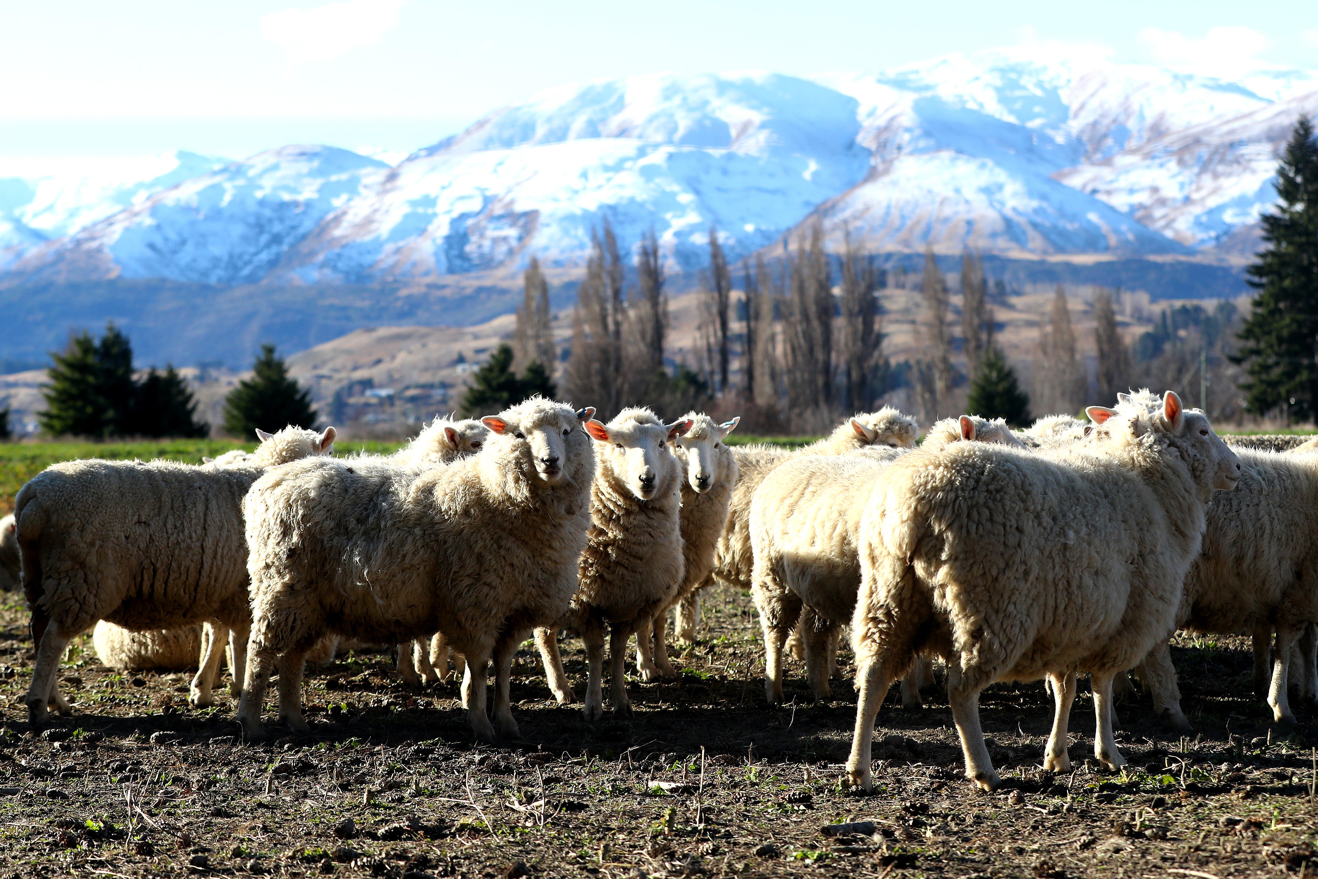 Sheep are seem on farm land at the base of the crown range on 25 June 2020 in Queenstown, New Zealand