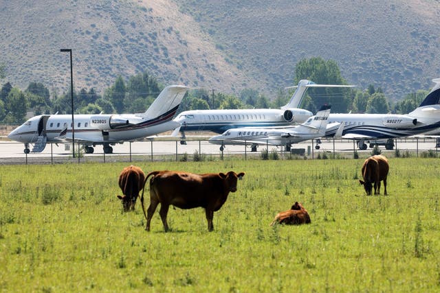 <p>Parque de jets privados junto a vacas pastando en el aeropuerto Friedman Memorial antes de la conferencia Allen & Company Sun Valley 2021</p>