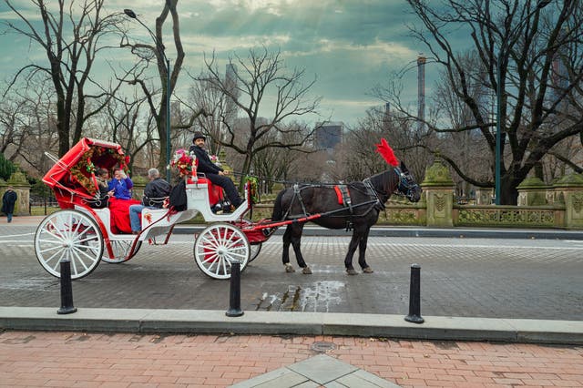 <p>Horse and carriage drivers were harassed by a man in Central Park</p>