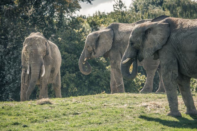 <p>Three of the elephants at Howletts Wild Animal Park in Kent</p>