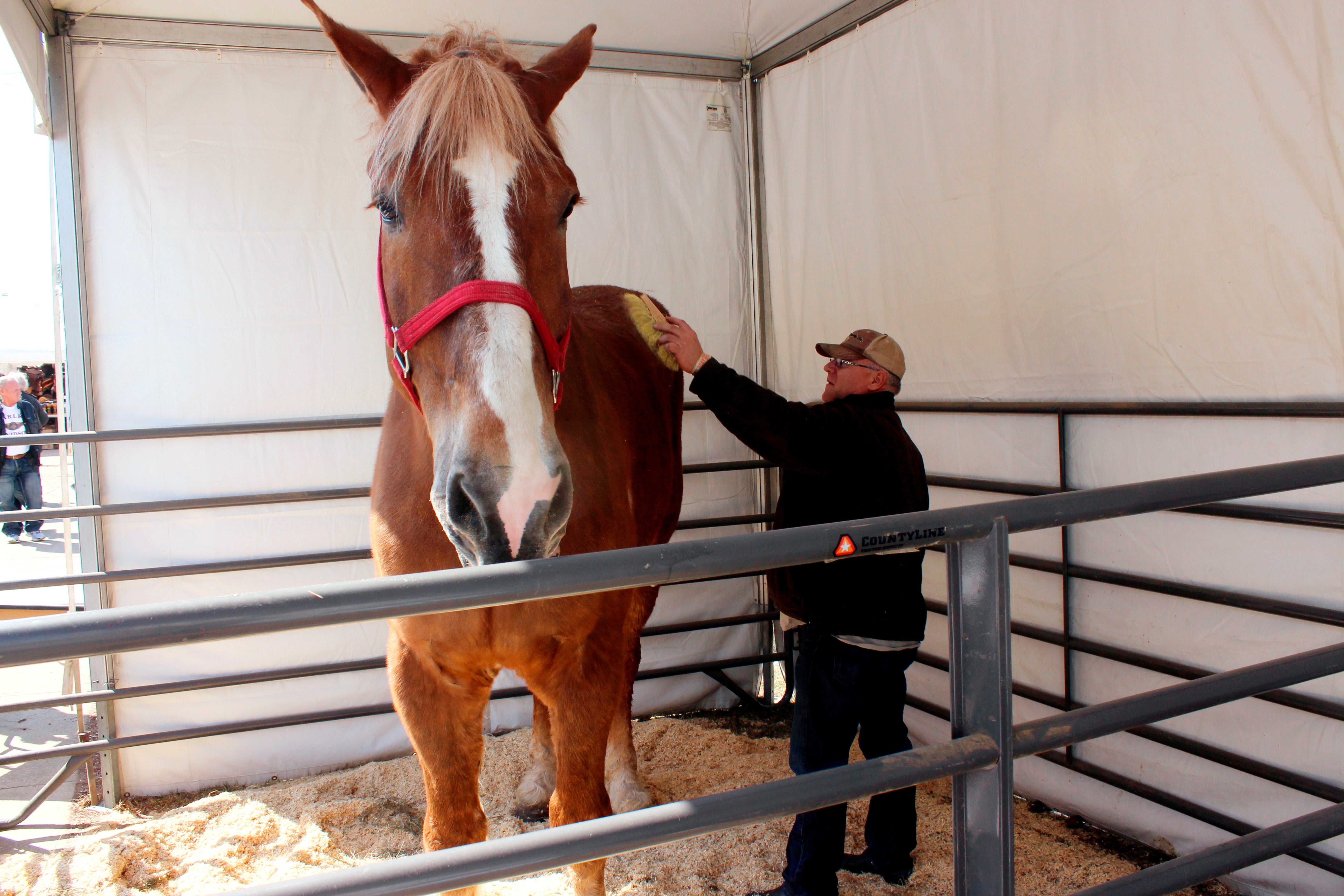 Big Jake earned the Guinness Book of World Records for world’s tallest horse in 2010