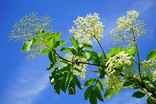 Elderflowers infront of a blue sky (handout/PA)