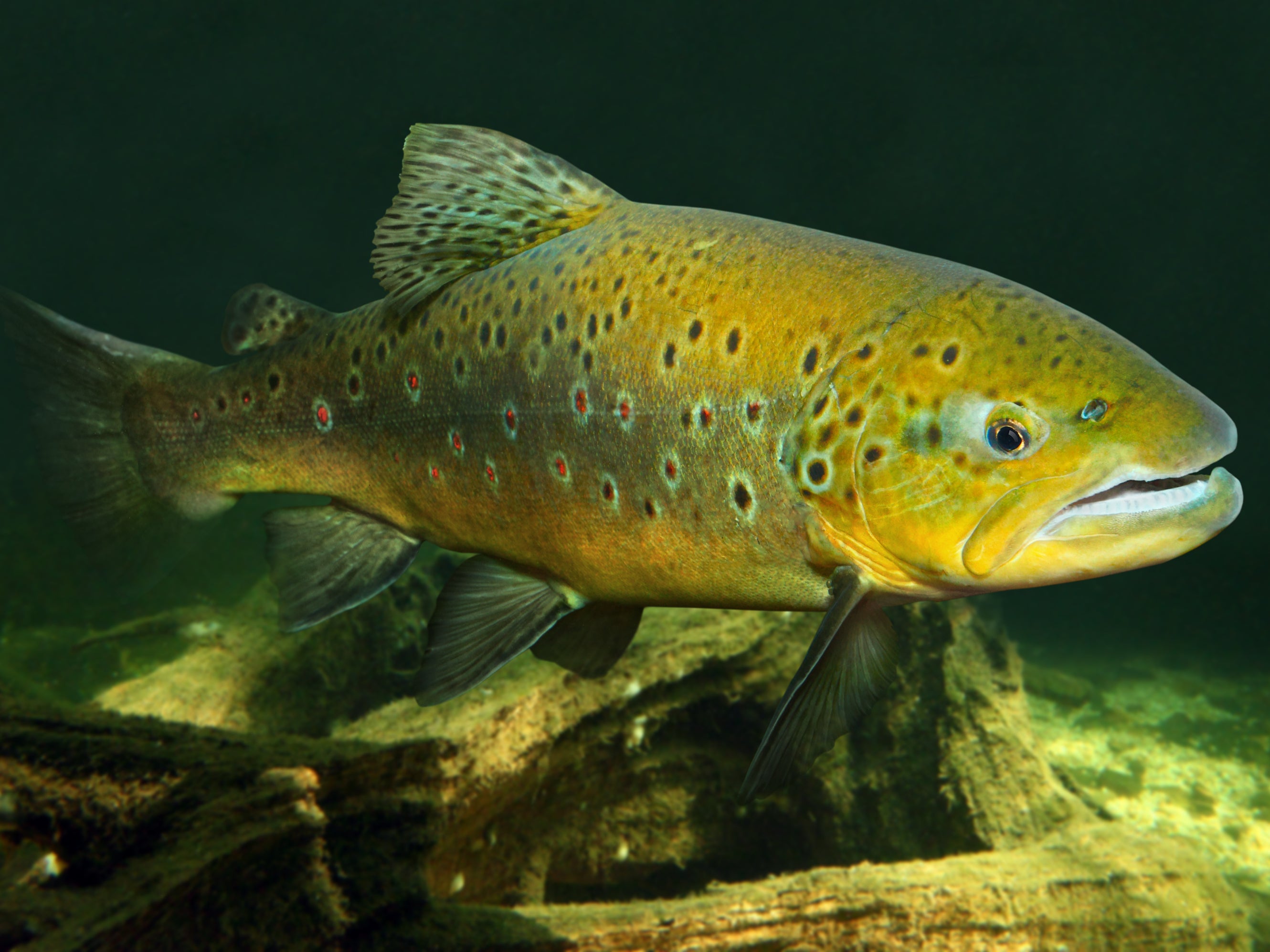 Scientists put brown trout in meth-contaminated water for eight weeks