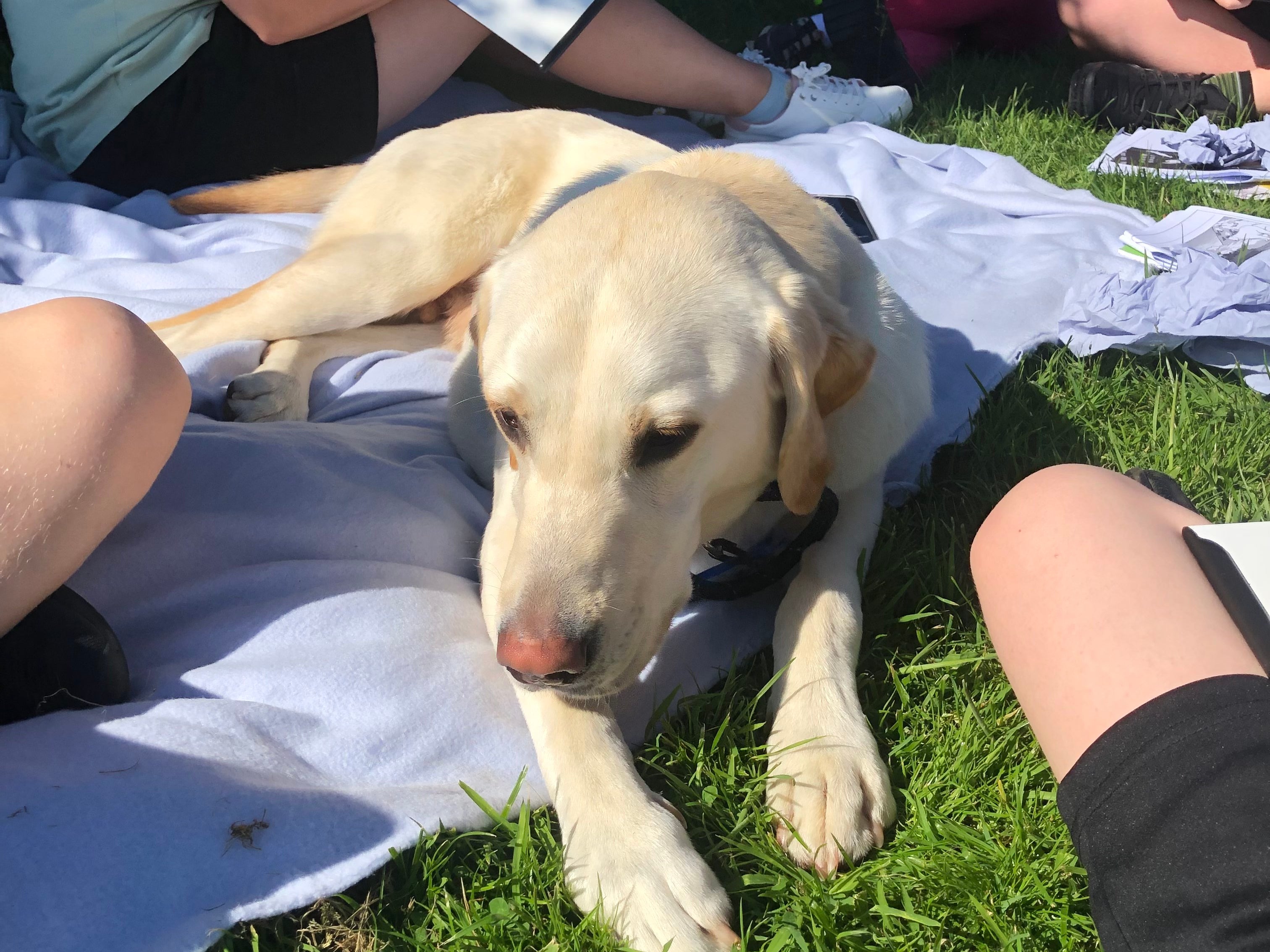 Buddy the Therapy Dog sits on a blanket in the sun with students